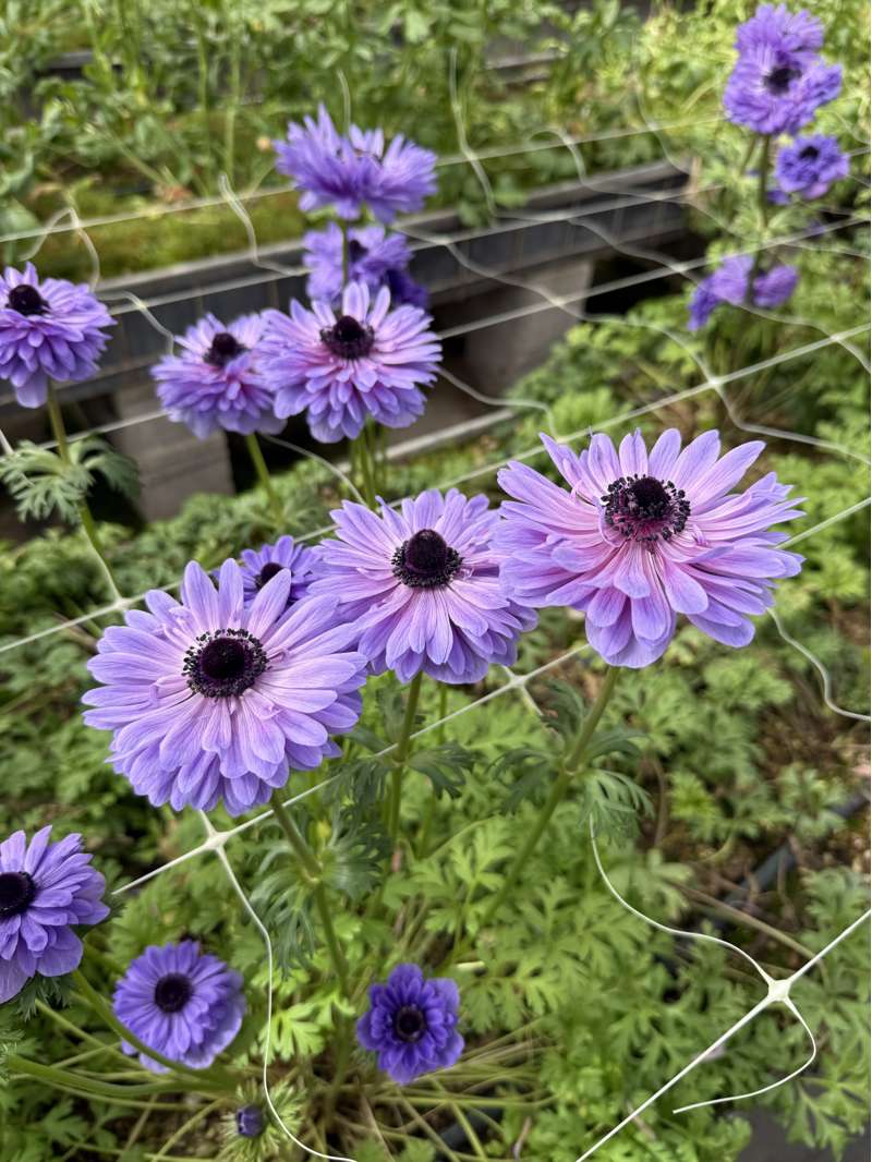 Anemone 'Levante Blu'